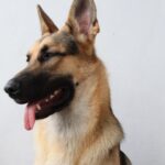 dog, muzzle, pastor, german, animal, mammal, nature, pet, eyes, portrait