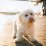 Playful fluffy dog licking its nose on a sunny day by the bridge.